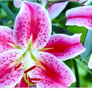 Meet your Posher, Julia